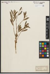 Foto von Salix purpurea L.